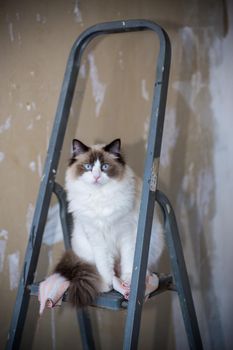 Cute domestic Ragdoll cat on a construction ladder waiting for a new renovation