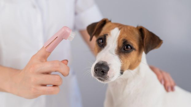 Woman veterinarian brushes the teeth of the dog jack russell terrier with a special brush putting it on her finger