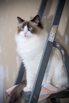 Cute domestic Ragdoll cat on a construction ladder waiting for a new renovation