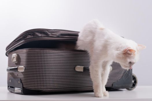 A white cat looks out of a checkered suitcase.