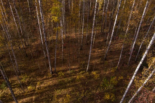 Golden autumn, Treetops from a bird's eye view at sunset, the drone rises above the trees, golden tree crowns, a path in the forest. High quality photo