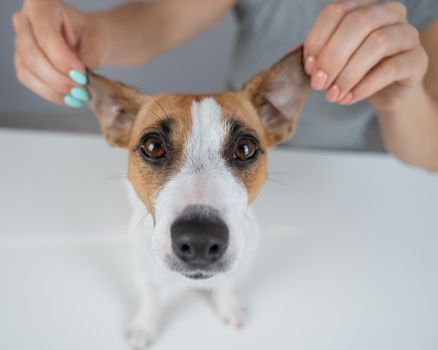 The woman holds the ears of the dog Jack Russell Terrier and pulls it in different directions.