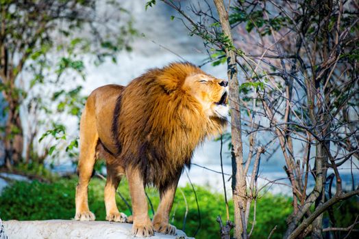 Mighty lion roars in the forestroars in the forest