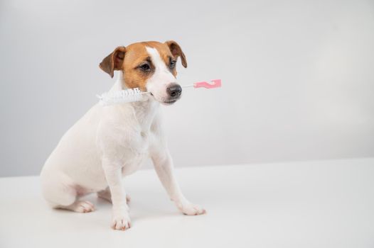 The dog holds in his mouth a brush for washing bottles on a white background. Jack russell terrier helping to clean the apartment.