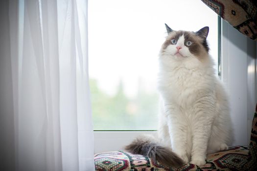 Young healthy beautiful purebred Ragdoll cat, at home