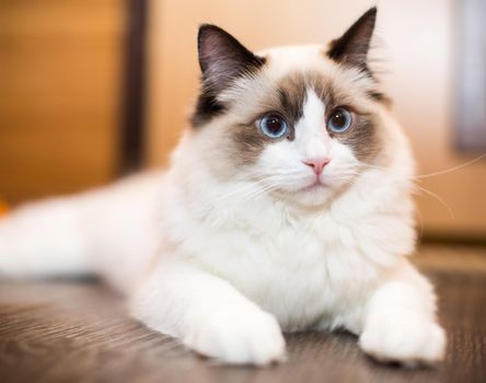 Beautiful young white purebred Ragdoll cat with blue eyes, at home.