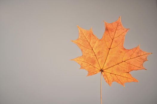 Yellow maple leaf on gray background. Copy space.