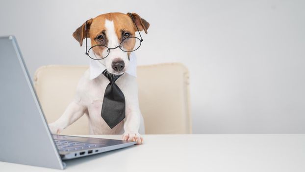 Dog jack russell terrier in glasses and a tie sits at a desk and works at a computer on a white background. Humorous depiction of a boss pet