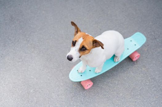 The dog rides a penny board outdoors. Top view of a jack russell terrier on a skateboard.