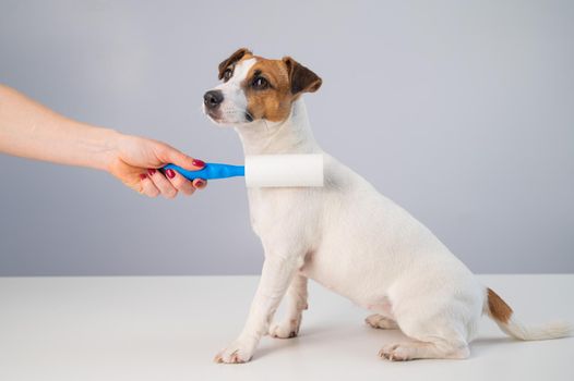 A woman uses a sticky roller to remove hair on a dog.