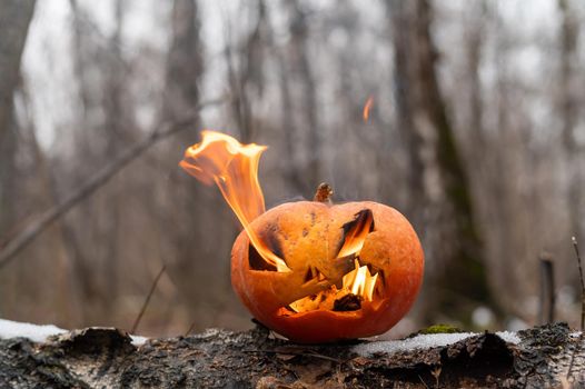 Scary pumpkin with tongues of flame in a dense forest. Jack o lantern for halloween.