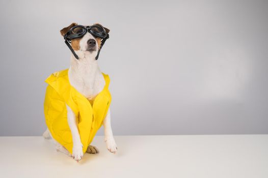 Portrait of jack russell terrier dog in life jacket and goggles for snorkeling on white background