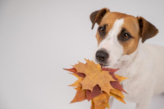 The dog is holding a bunch of maple leaves on a white background