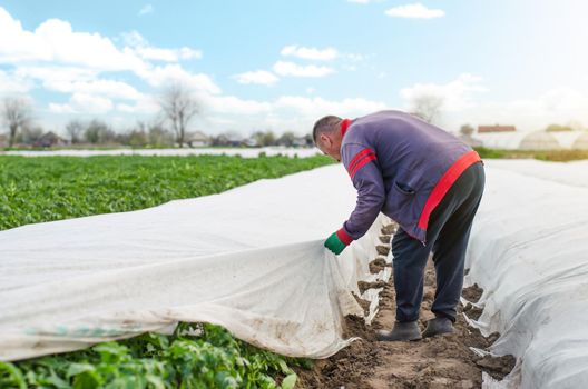 A farmer removes agrofibre from a potato plantation. Opening of young potato bushes as it warms. Hardening of plants in late spring. Greenhouse effect. Agroindustry, farming. Field work