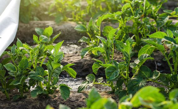 Potato bushes and water flow. Growing food on a farm plantation. Farming furrow irrigation system. Agriculture industry. Agronomy and horticulture. Agribusiness