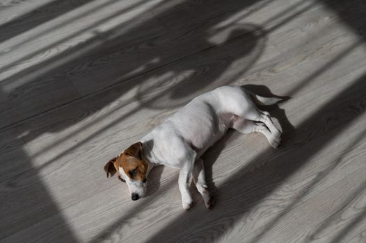 Jack russell terrier dog on the wooden floor. Shade from blinds and fan.