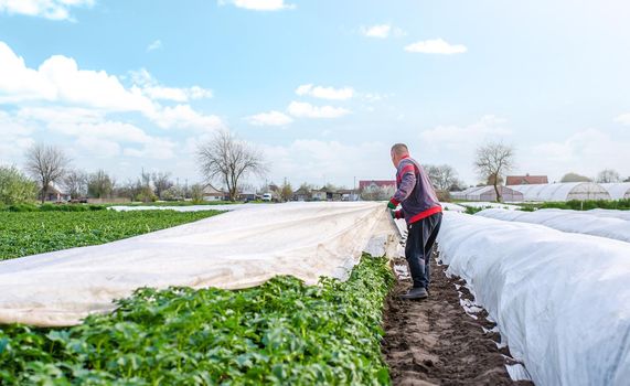 A farmer harvests white spunbond agrofibre from a potato plantation. Hardening of plants. Agroindustry, farming. Growing crops in a cold season. Use of protective coating materials in agriculture.