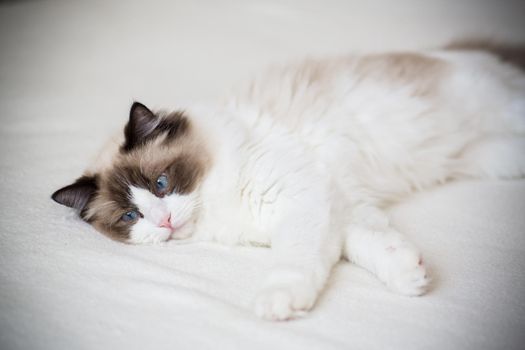 Young healthy beautiful purebred Ragdoll cat, at home
