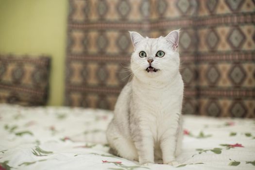 adult cat pedigree Scottish chinchilla straight ears, at home.