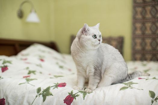 adult cat pedigree Scottish chinchilla straight ears, at home.