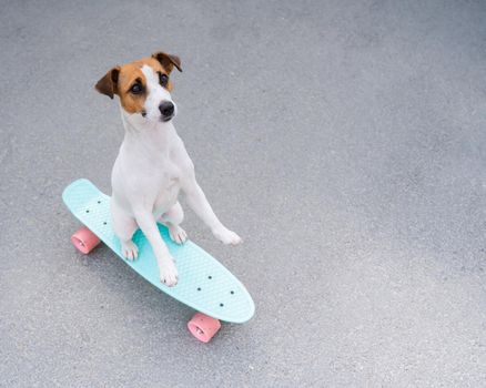 The dog rides a penny board outdoors. Top view of a jack russell terrier on a skateboard.