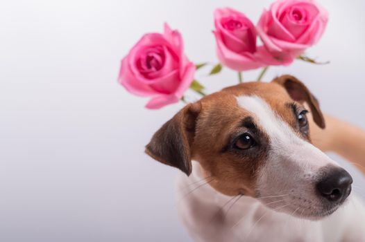 Jack Russell Terrier and a bouquet of pink roses on a white background. A dog gives a romantic gift on a date. Copy space.