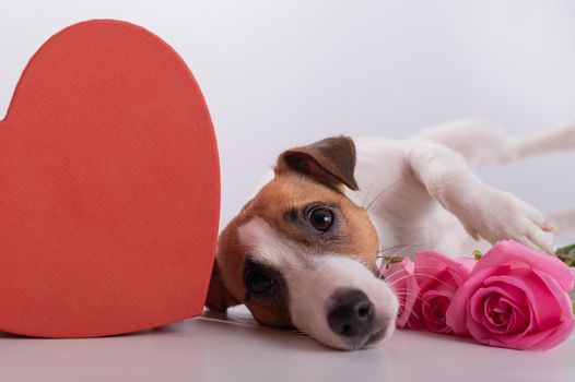 A cute dog lies next to a heart-shaped box and holds a bouquet of pink roses on a white background. Valentine's day gift.