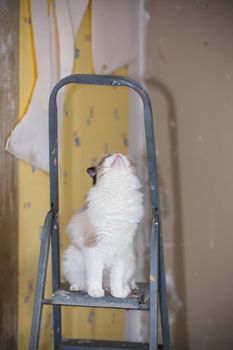 Cute domestic Ragdoll cat on a construction ladder waiting for a new renovation