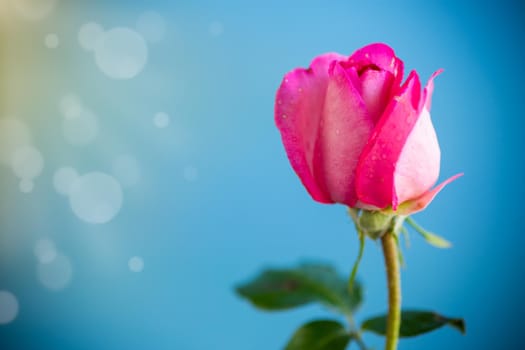 pink beautiful summer roses on a blue abstract background