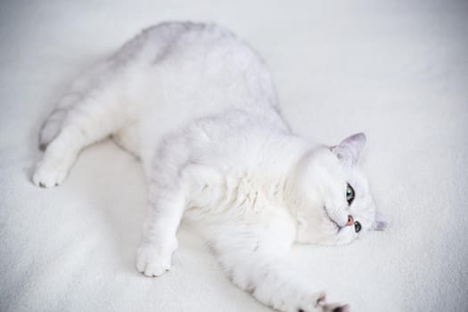 adult cat breed Scottish chinchilla with straight ears, sleeps at home