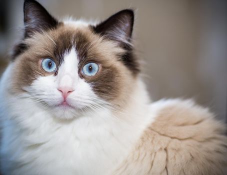 Young healthy beautiful purebred Ragdoll cat, at home