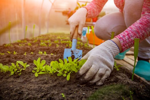 the hands of a gardener in household gloves plants seedlings of young plant sprouts in the ground in a greenhouse. spring time