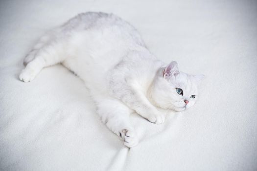 adult cat breed Scottish chinchilla with straight ears, sleeps at home
