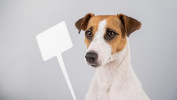 Jack Russell Terrier with a sign on a white background. Dog holding bogus ad