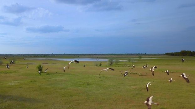 Wild Bird life in the natural environment. White storks fly over green fields. The view from the flying drone. Ukrane.