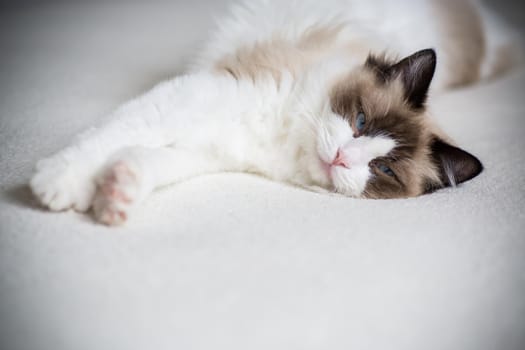 Young healthy beautiful purebred Ragdoll cat, at home