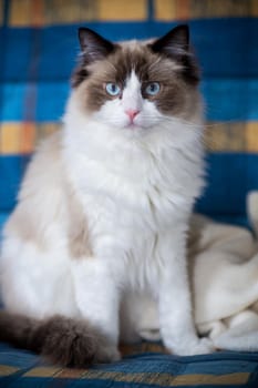 Young healthy beautiful purebred Ragdoll cat, at home