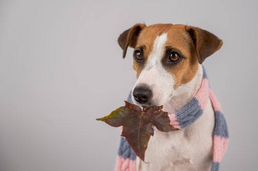 Dog Jack Russell Terrier wearing a knit scarf holding a maple leaf on a white background