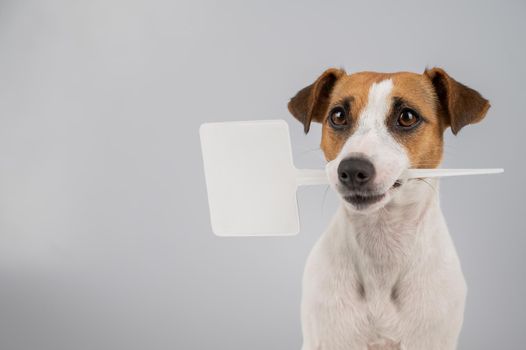 Jack Russell Terrier holds a sign in his mouth on a white background. The dog is holding a mock ad