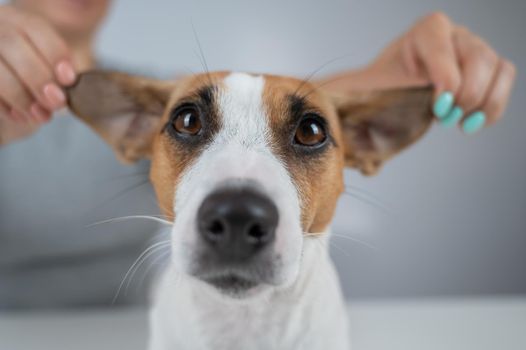 The woman holds the ears of the dog Jack Russell Terrier and pulls it in different directions.