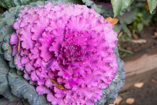 Close-up image of decorative fall kale cabbage