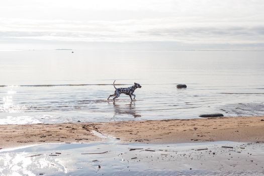 The Dalmatian is a breed of large-sized dog running on beach ,water splashes. Sunny daytime, river, lake.