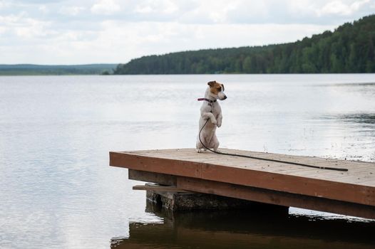 Sad dog jack russell terrier sits alone on the pier by the lake