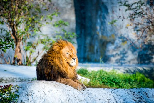 large lion lying on a stone in the park