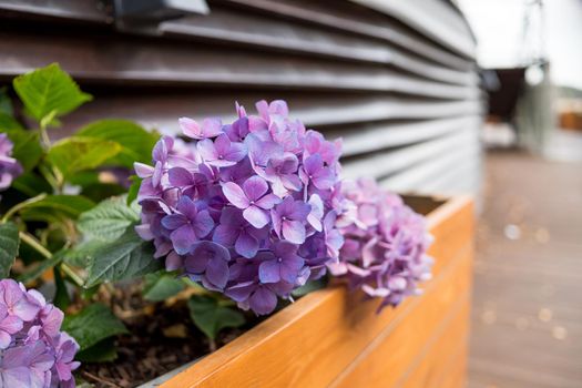 Pink and green Hydrangea flower blooming in spring and summer in a box in the garden. Hydrangea macrophylla