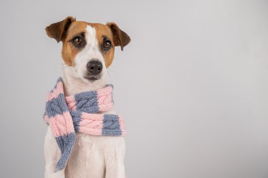 Dog Jack Russell Terrier wearing a knit scarf on a white background