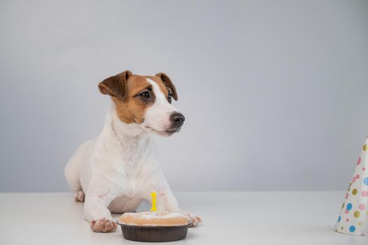 A cute dog in a festive cap sits in front of a cake with a burning candle number one. Jack russell terrier is celebrating his birthday.
