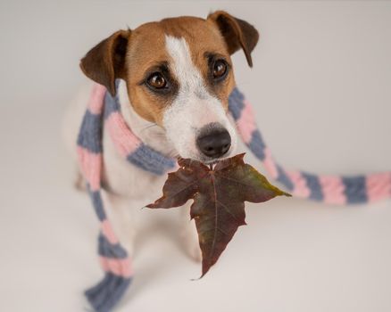 Dog Jack Russell Terrier wearing a knit scarf holding a maple leaf on a white background