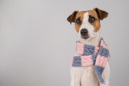 Dog Jack Russell Terrier wearing a knit scarf on a white background