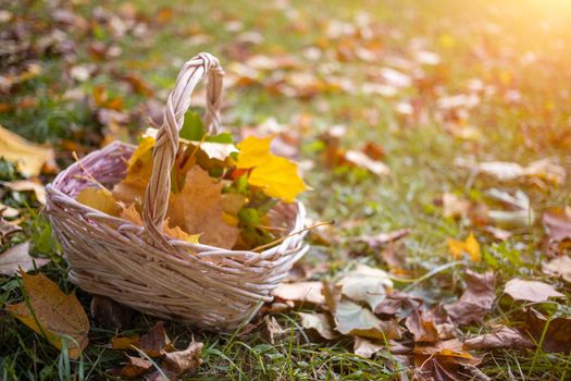 a basket with yellow autumn maple leaves stands on the angry grass in the sun. copy space, close up